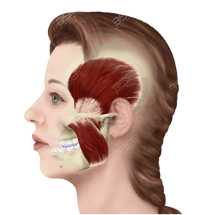 側臉咬肌示意圖