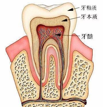 门牙有的牙神经图图片