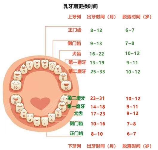 乳牙更换时间表