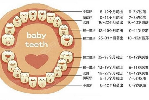 换牙顺序和时间