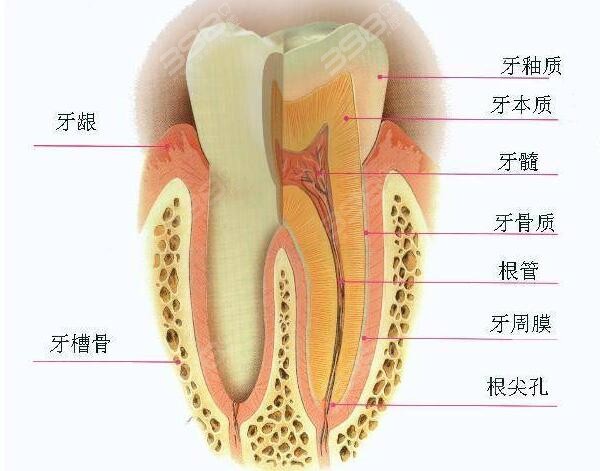 带你认识我们的牙齿，了解牙齿的三大功能分别是什么？