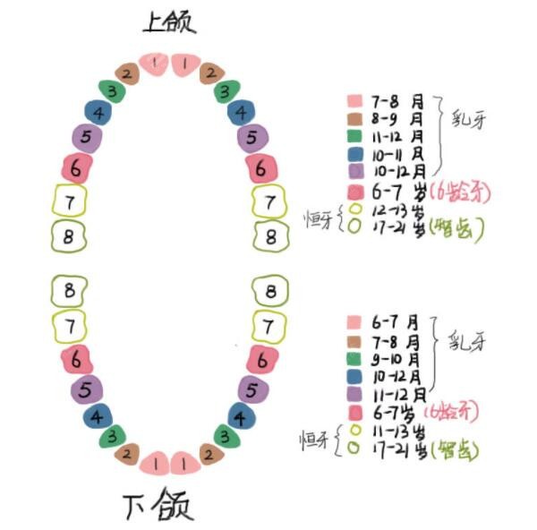 成年人有多少颗牙