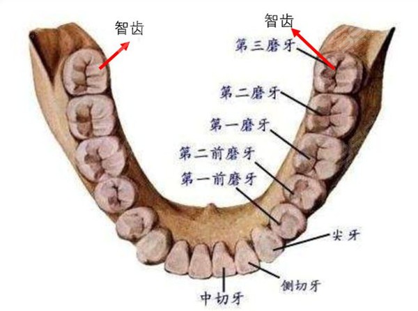 成年人牙齿剖面图