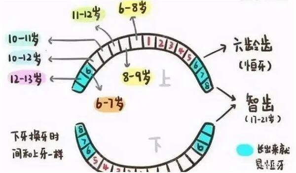 孩子换牙齿的顺序和年龄