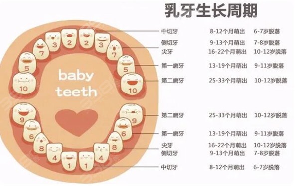 史上超全：宝宝长牙/换牙的顺序，以及宝爸宝妈需要注意的重点