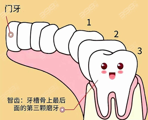 智齿位置